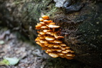 Nature4215