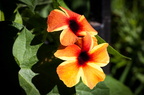 IMG-6366