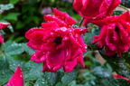 IMG-6466