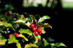 IMG-7052